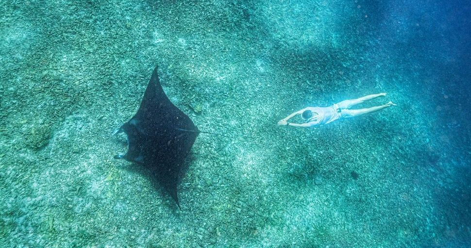 Freediver gliding beside a manta ray